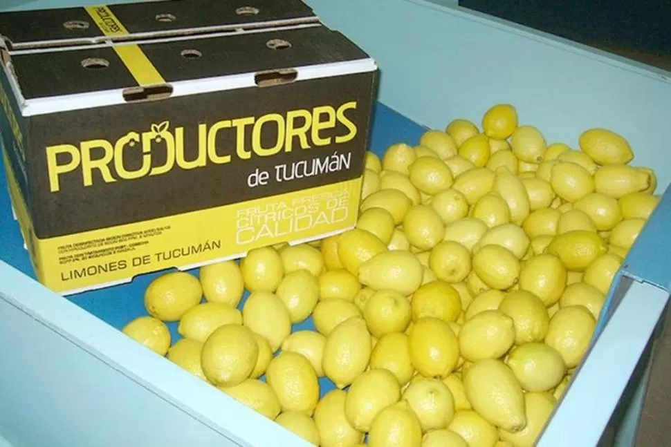 OBJETIVO. El limón tucumano está a punto para viajar al país del Norte, cumpliendo con las normas vigentes. 