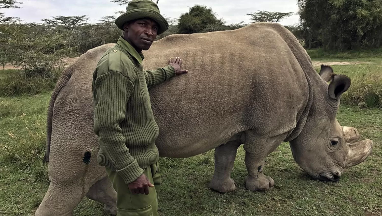 Sudán, el último rinoceronte blanco fue sacrificado por problemas de salud. (elperiodico.com)
