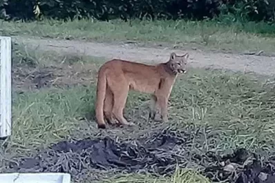 Sorpresa y peligro: un grupo de cosecheros del limón fotografiaron a un puma en una finca de Caspinchango