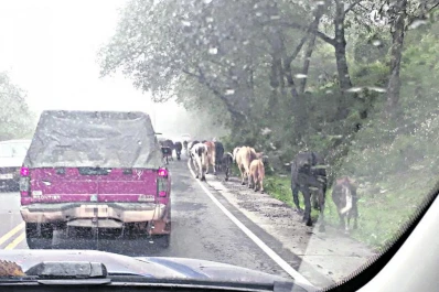 Ruta 307 a Tafí del Valle: siguen los animales sueltos en plena montaña