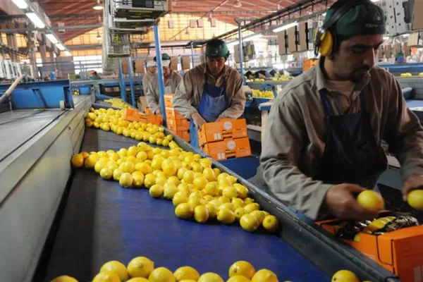 El primer envío de limones tucumanos a Estados Unidos se concretará en abril