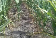 Los maíces muestran estados muy distintos