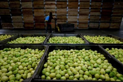 Visita del APHI: los últimos controles antes de comenzar la exportación de limones a EE.UU