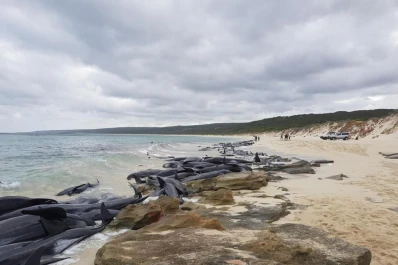 Más de 150 ballenas encallaron en Australia Occidental