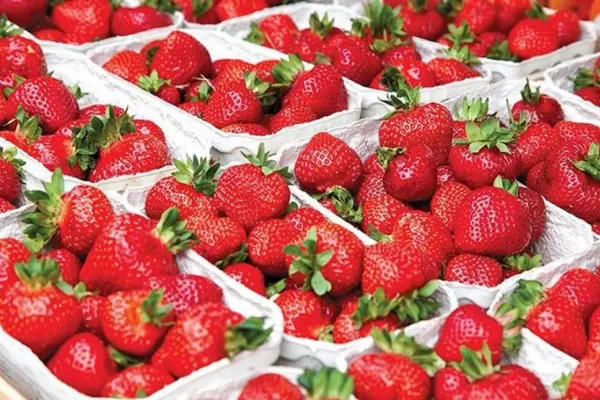 Con una decisión de Trump, la frutilla tucumana recupera competitividad