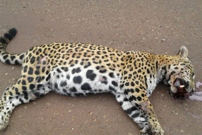 Chocó y mató a un yaguareté: podría recibir una multa de $ 500.000