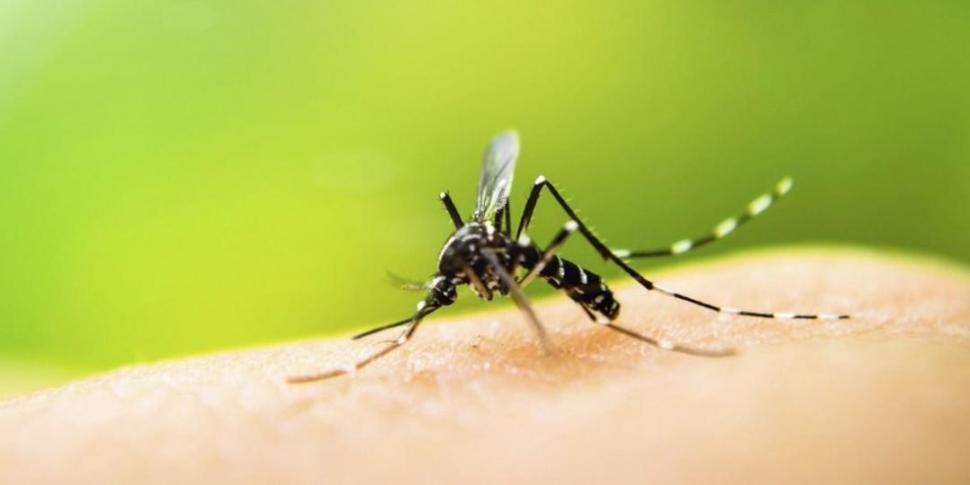 VECTOR. Mosquitos Aedes y Haemagogus transmiten la enfermedad.  