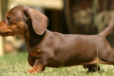 Insólito: inaugurarán un museo de perros salchicha en Alemania
