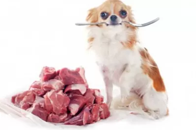 Demostraron los riesgos de alimentar a las mascotas con carne cruda