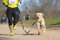 DogRun: corré con tu perro, pero no olvidés hacerle un chequeo