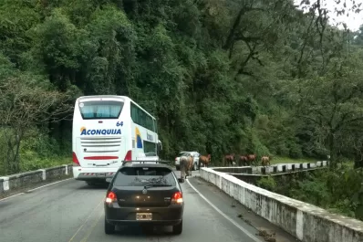 Otra vez: animales sueltos demoraron el tránsito en la ruta de Tafí del Valle