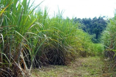 Por el aumento del gasoil, el sector cañero se declaró en crisis