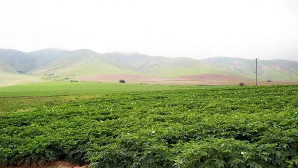 CADENAS. En los Valles Calchaquíes se realizan producciones agrícolas (papa en la foto) y ganaderas que necesitan de apoyo técnico adecuado.  