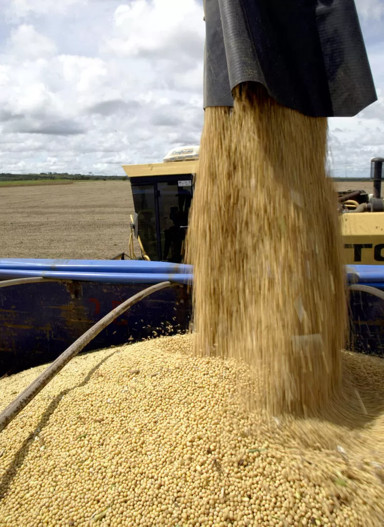 - DILEMA. Los buenos precios pueden favorecer a la soja de la Argentina, pero la sequía redujo la producción.-  