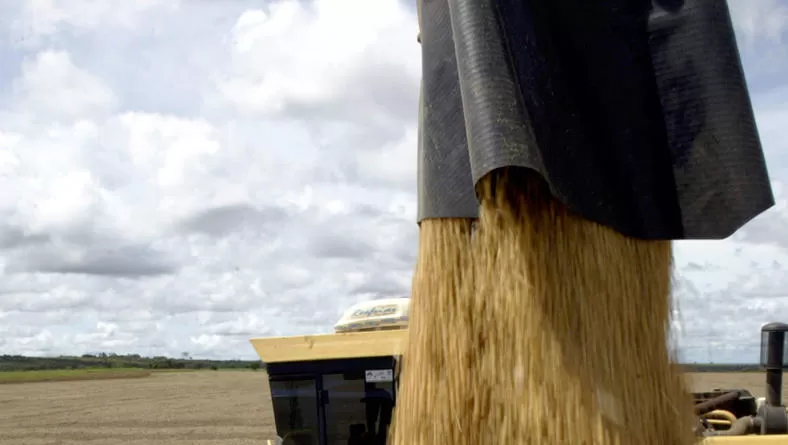 - DILEMA. Los buenos precios pueden favorecer a la soja de la Argentina, pero la sequía redujo la producción.-  