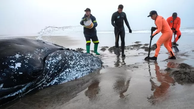 EN LA PLAYA. Rescatistas arrojan agua sobre la ballena para hidratarla; a pesar de los esfuerzos, no pudieron salvarla. FOTO TOMADA DEL DIARIO DE RÍO NEGRO