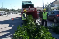 Talaron 43 naranjos del aeropuerto para garantizar la sanidad del limón de exportación