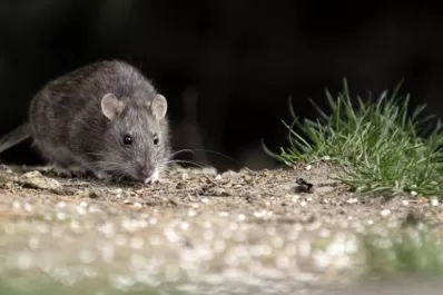 Registran la segunda muerte por hantavirus en Salta