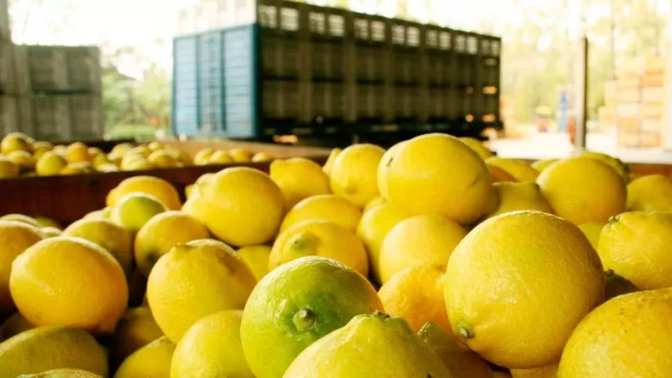 VENTA. Se estima que se exportarán unas 20.000 toneladas de frutas. telam