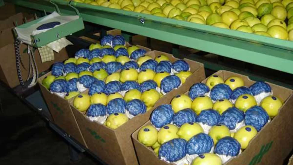 El limón fresco es uno de los productos de excelencia que exporta Tucumán. ARCHIVO LA GACETA