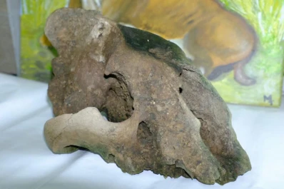Paleontología: la vera del Salado, en la provincia de Buenos Aires, es un yacimiento gigante
