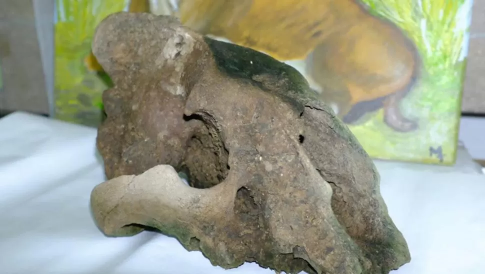 DESDE EL PASADO. El cráneo del dientes de sable recientemente encontrado. Agencia de divulgación científica CTyS