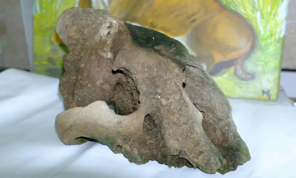DESDE EL PASADO. El cráneo del dientes de sable recientemente encontrado. Agencia de divulgación científica CTyS