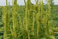 El Amaranthus presiona