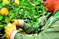 “El comercio de limón con EEUU será ordenado”