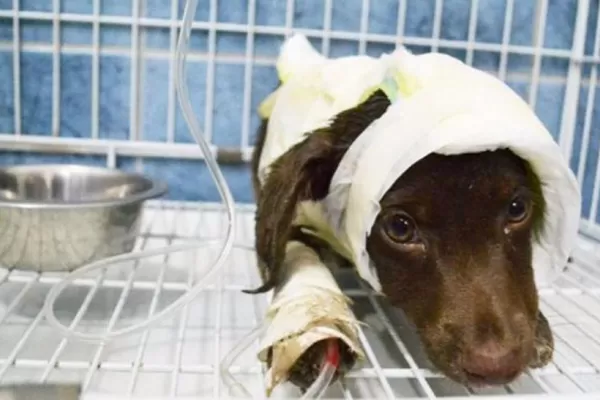 Inédito: llega a juicio la muerte de Chocolate, el perro despellejado vivo en Córdoba