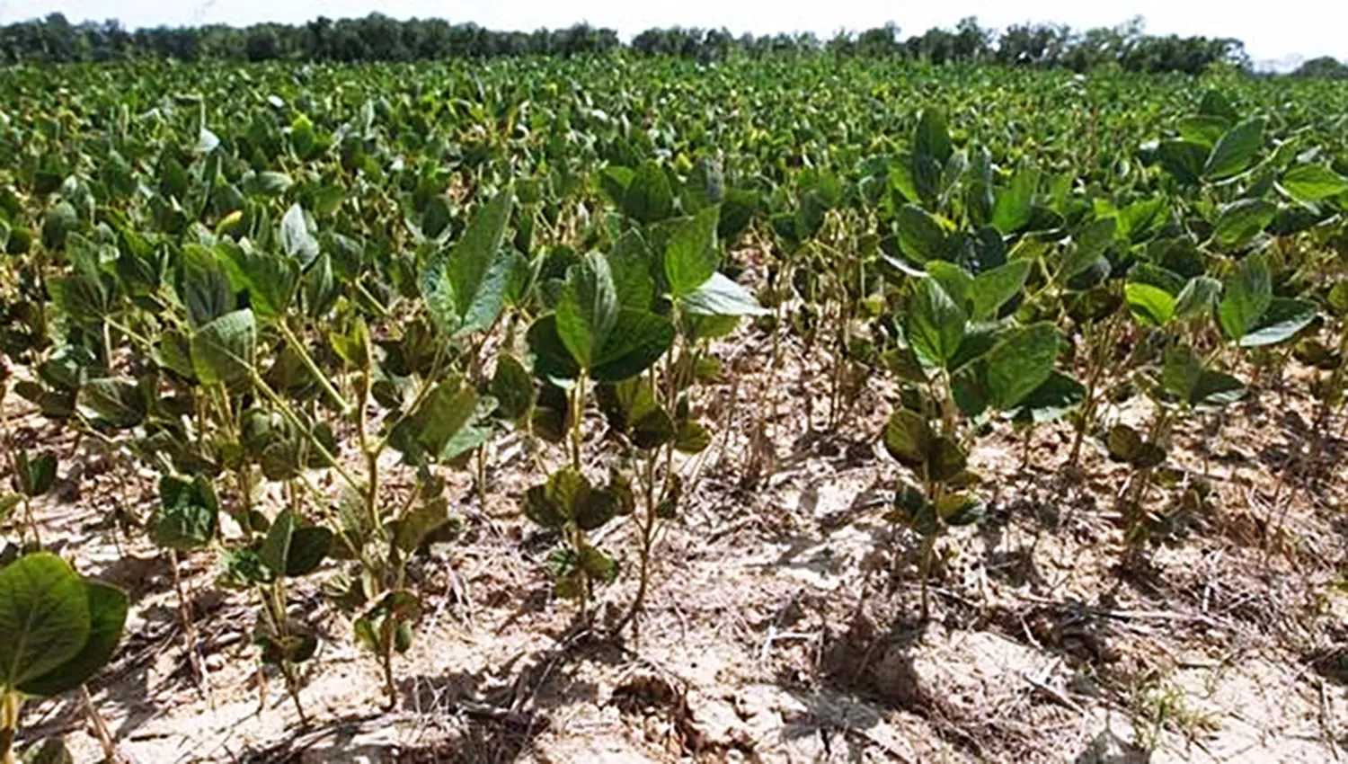 En algunas zonas de la provincia el efecto de la sequía fue devastador para las plantas con soja. ARCHIVO LA GACETA