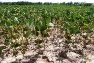 Productores de Tucumán piden que se acelere la rebaja de las retenciones a la soja