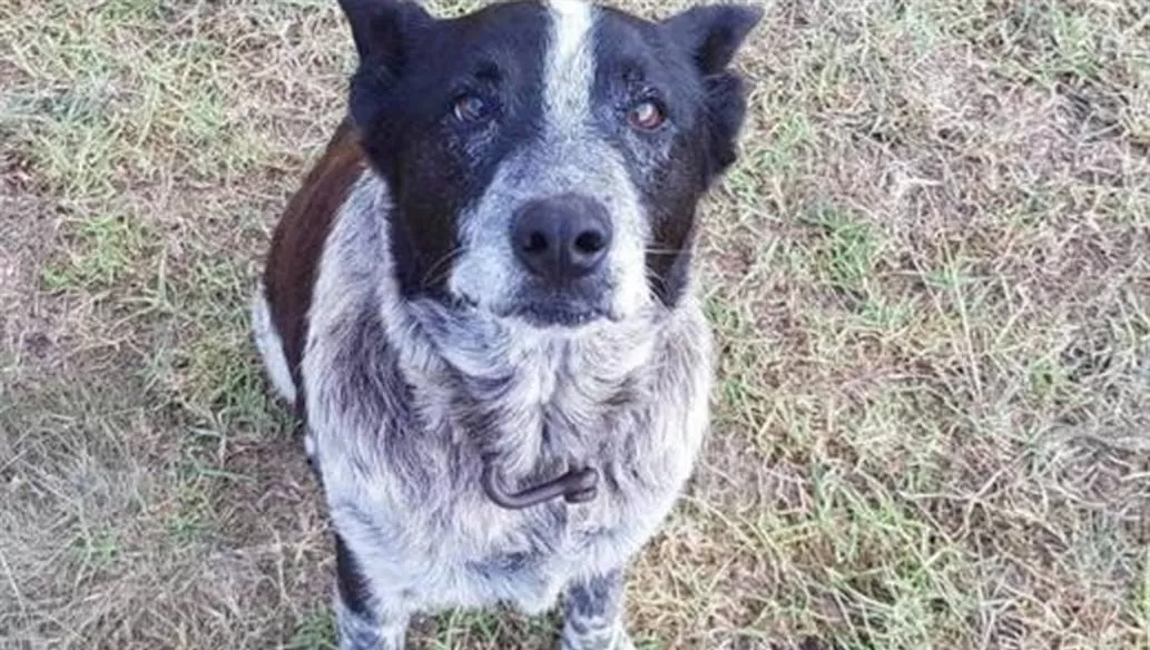 Max, el perro sordo y ciego que le salvó la vida a una nena que estaba perdida