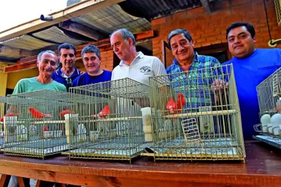 Canaricultura: hay premios por colores y por posturas