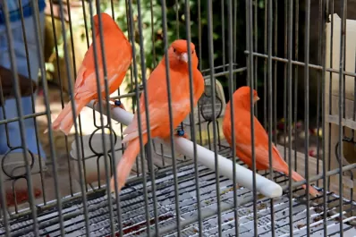 Un canario también puede ser el mejor amigo
