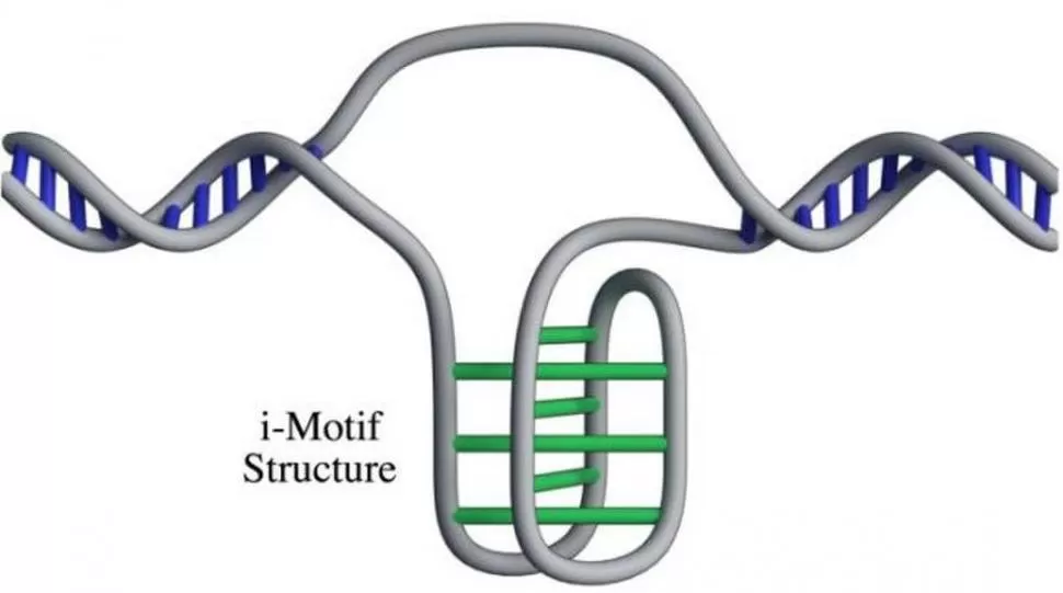 COMO UN NUDO. Esta es la estructura I-motif del ADN. 