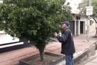 El Senasa intensifica los monitoreos