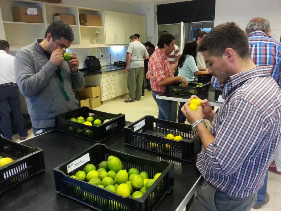 EN LA EEAOC. Los inspectores reciben capacitación en los laboratorios de la Estación Experimental, sobre las enfermedades que atacan a los citrus. 
