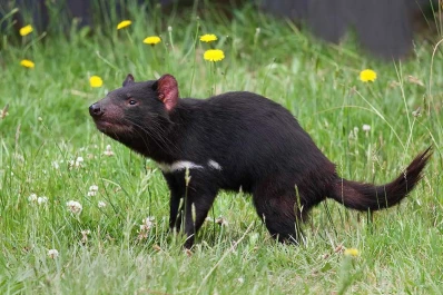Intentan salvar al demonio de Tasmania