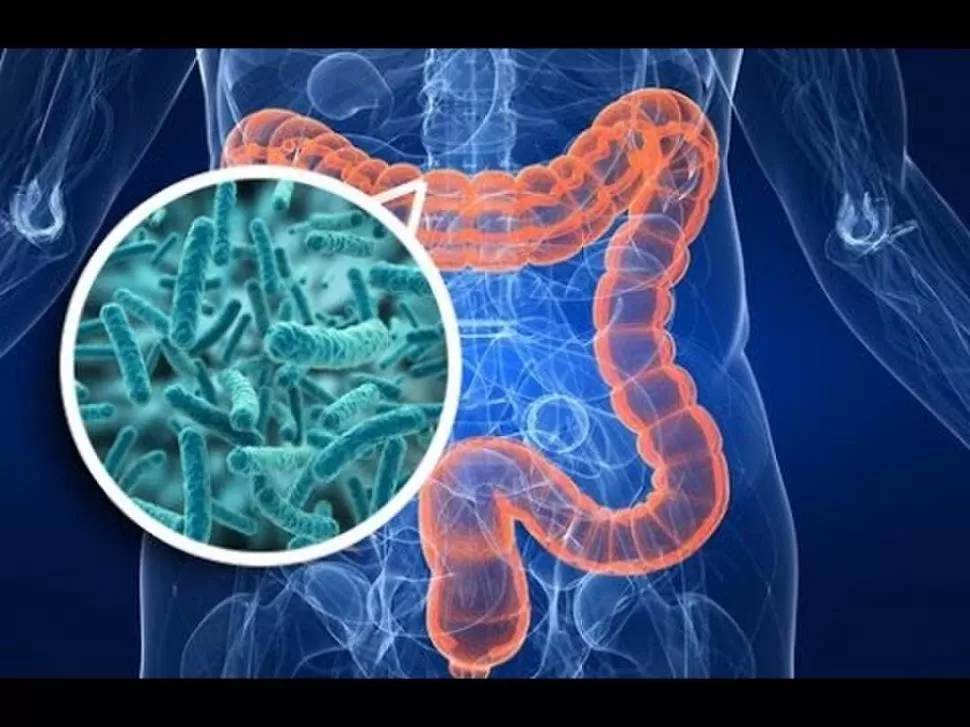 MICROBIOTA. Hay más bacterias en un intestino que personas en el mundo.  