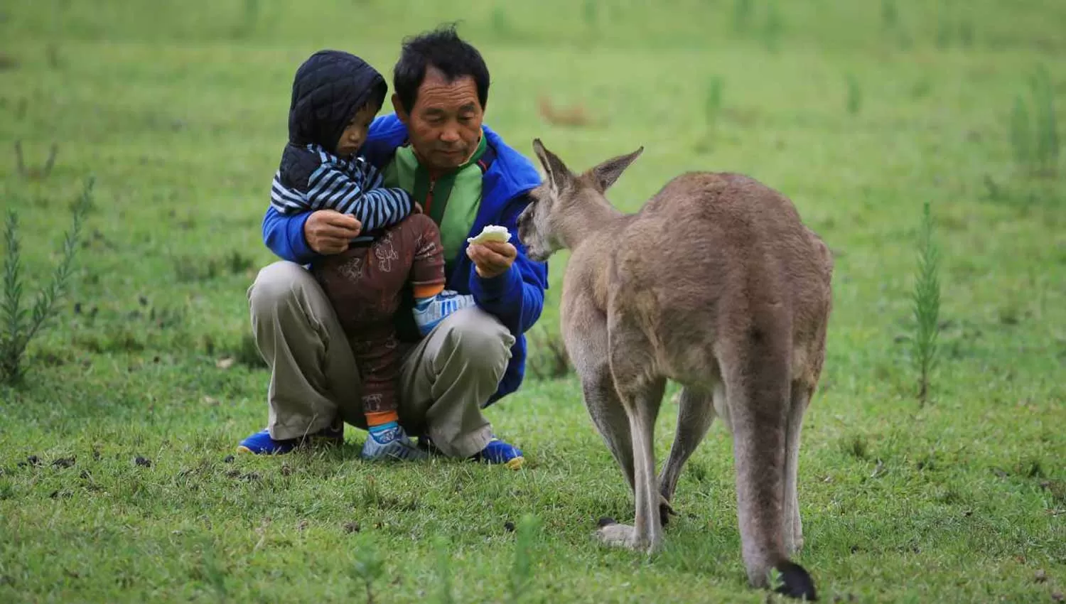 ANIMALES SALVAJES. Muchos turistas olvidan que los canguros son animales salvajes que pueden atacarlos. FOTO TOMADA DE EXAMINER.COM.AU
