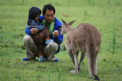 Video: Canguros se volvieron adictos a las zanahorias y atacan a los turistas en Australia