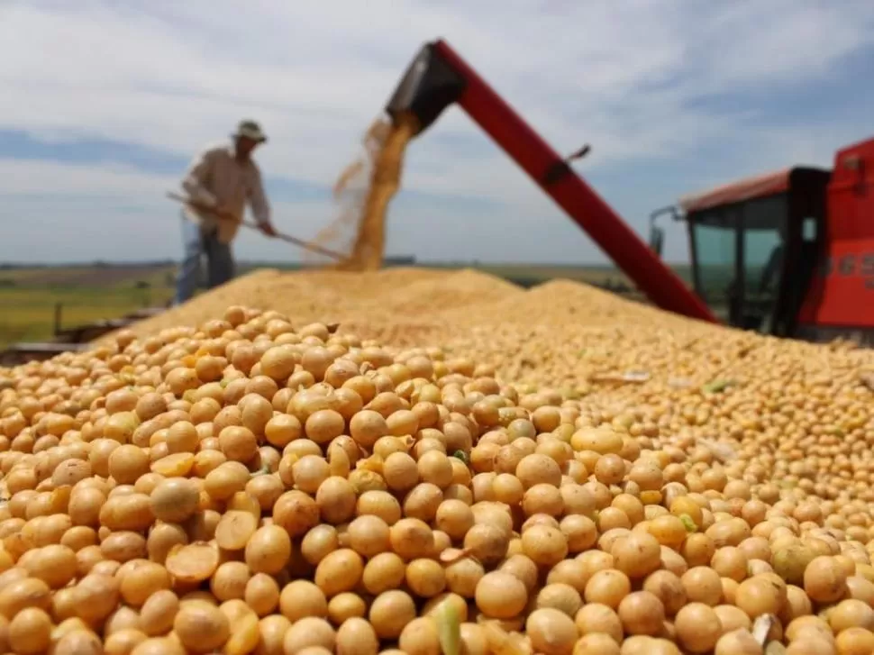 UNA BUENA. Los productores destacan la óptima calidad del grano trillado.  