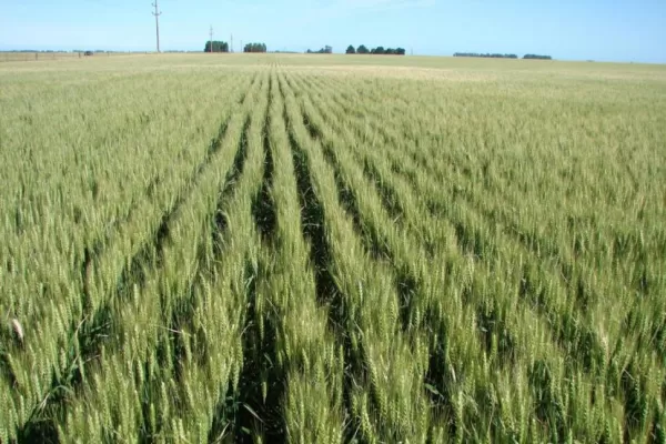 El trigo revive las esperanzas de los productores