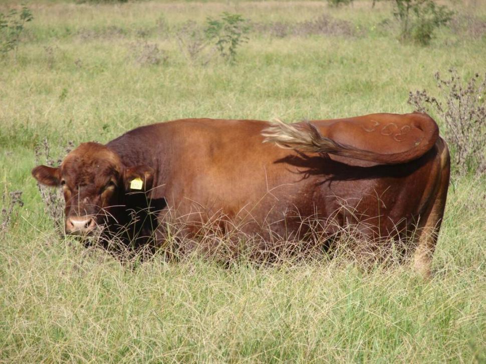 APTITUD. Los expertos afirman que el “bovino criollo” es la alternativa ganadera para las zonas difíciles del NOA. 