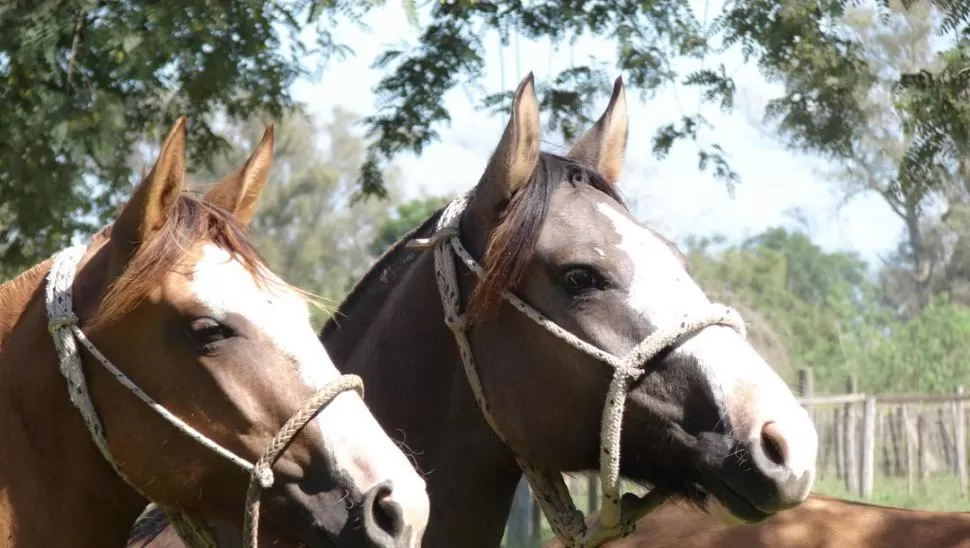 BUENA RESPUESTA. Los caballos criollos son elegidos por su calidad genética.  