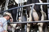 La lechería tiene un gran potencial productivo