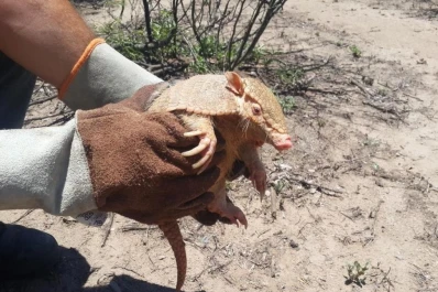 “Un quirquincho no puede ser nunca una mascota”