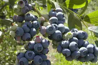 Embotelladora de gaseosas manifestó su interés por los arándanos tucumanos