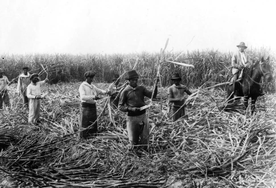 A MACHETE LIMPIO. Grupo de obreros cosechando caña, en una fotografía de los años 1920. 